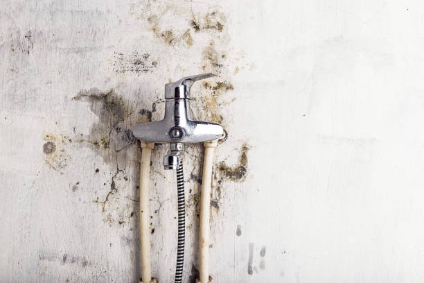 Best White Mold Remediation in Laurel Bay, SC